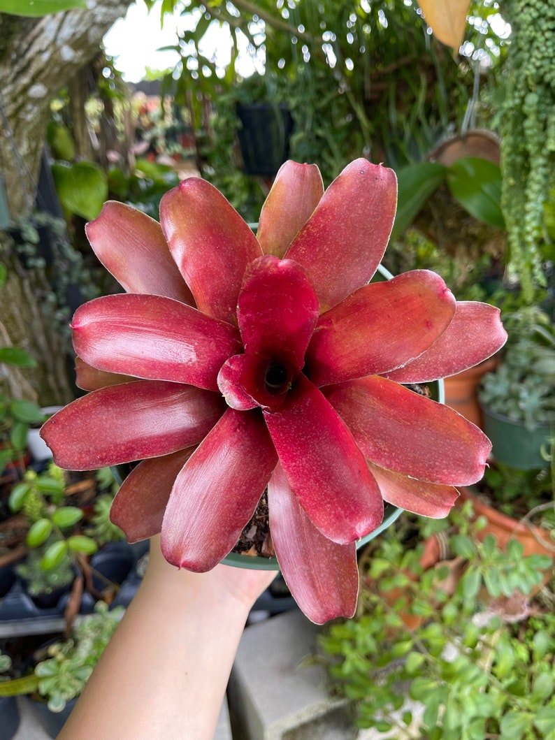 6 Bromeliad Neoregelia Fireball Rare Live Plant imagem 2