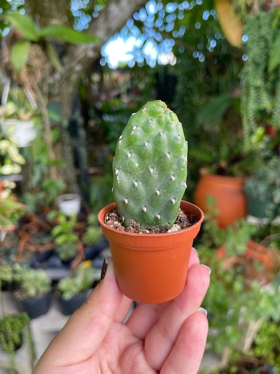 2 Opuntia Rubescens Road Kill Cactus Rare Succulent Live Smooth Cacti  Plant - Etsy