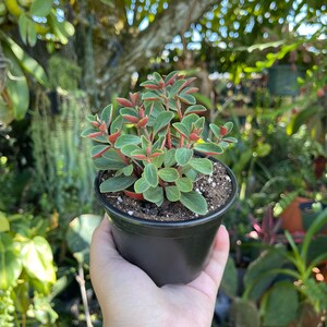 Peperomia Verticillata Red Twist Rare Succulent Live Plant image 3