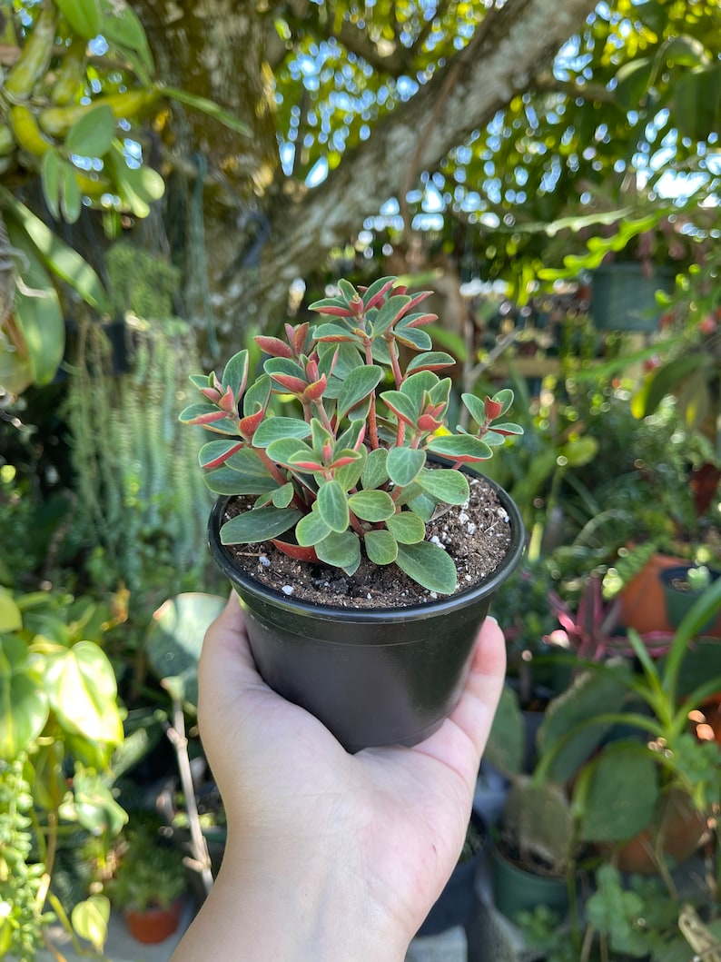 Peperomia Verticillata Red Twist Rare Succulent Live Plant image 3