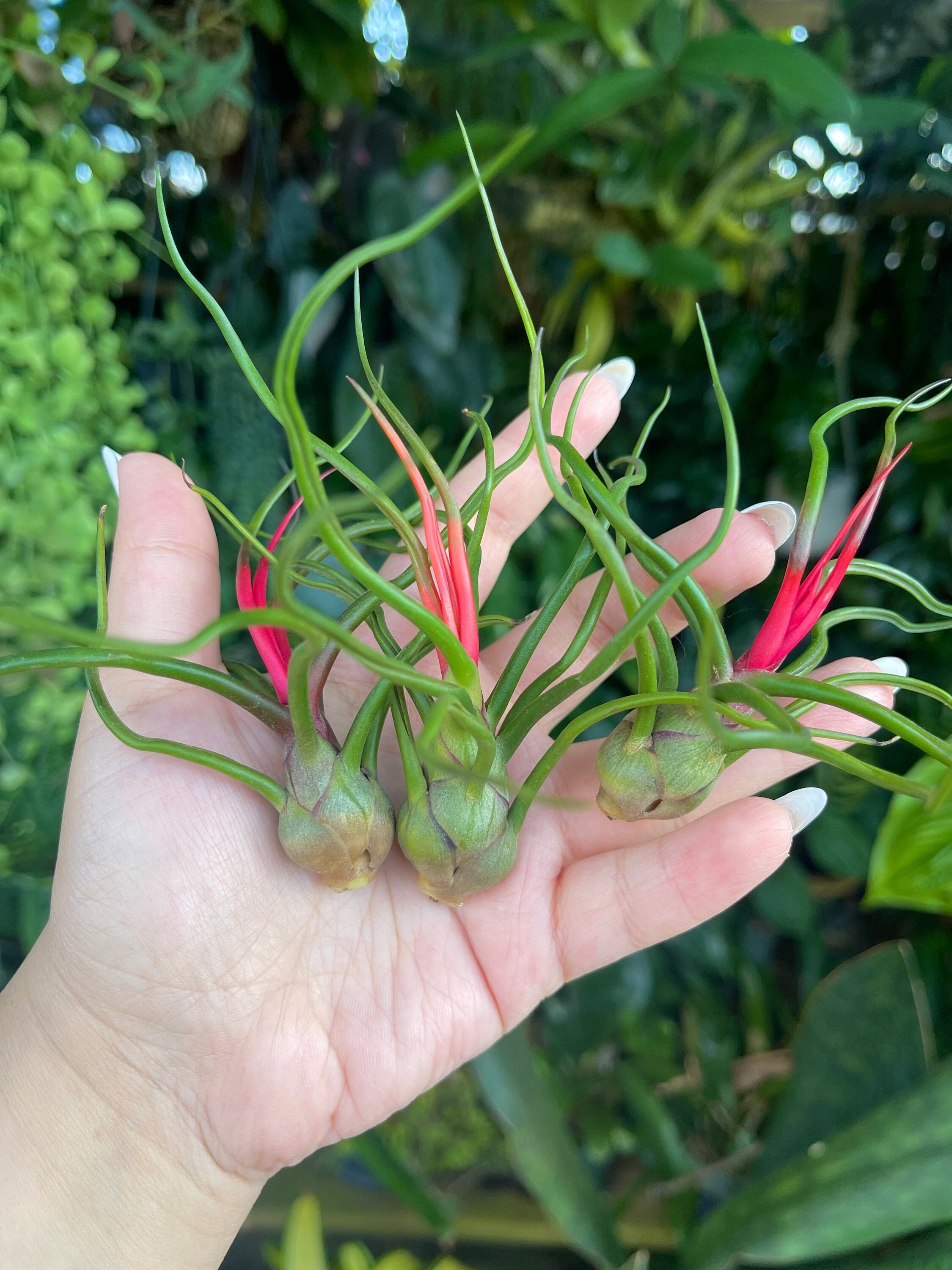 ねずみTillandsia Tillandsia Bulbosa ' Alíen Air Plant ' - Etsy Canada