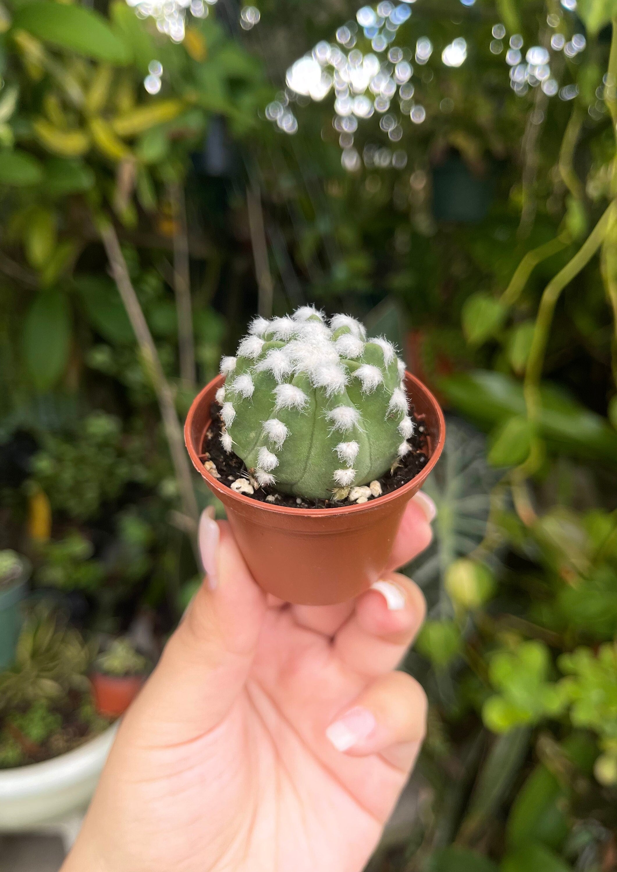 2 Domino Echinopsis Subdenudata Cactus Rare Succulent Cacti Live Plant -  Etsy