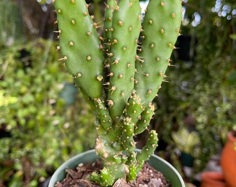 Opuntia Monacantha 'joseph's Coat' Cactus Rare Succulent Live Cacti Plant -  Etsy