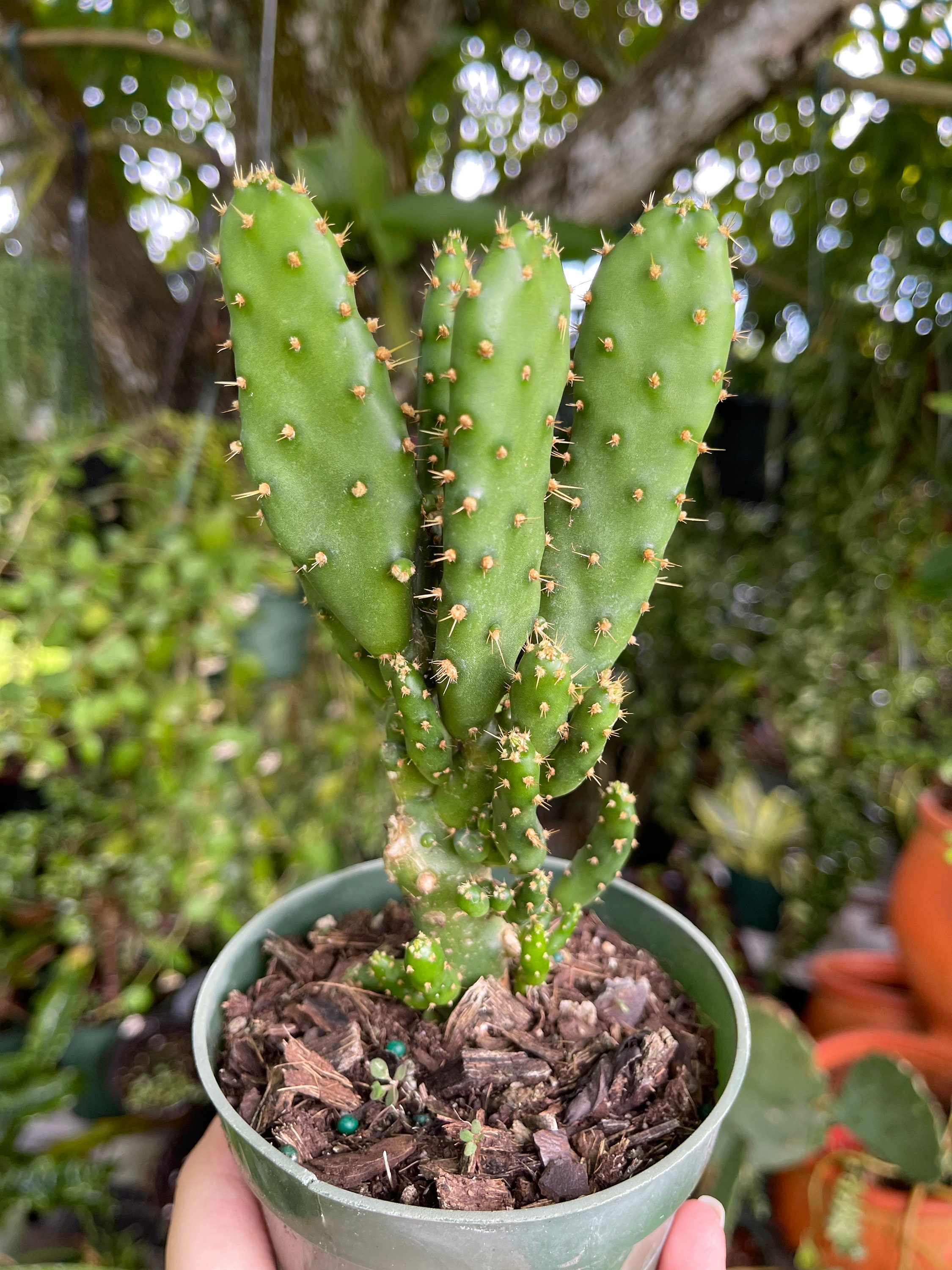 Opuntia Monacantha 'joseph's Coat' Cactus Rare Succulent Live
