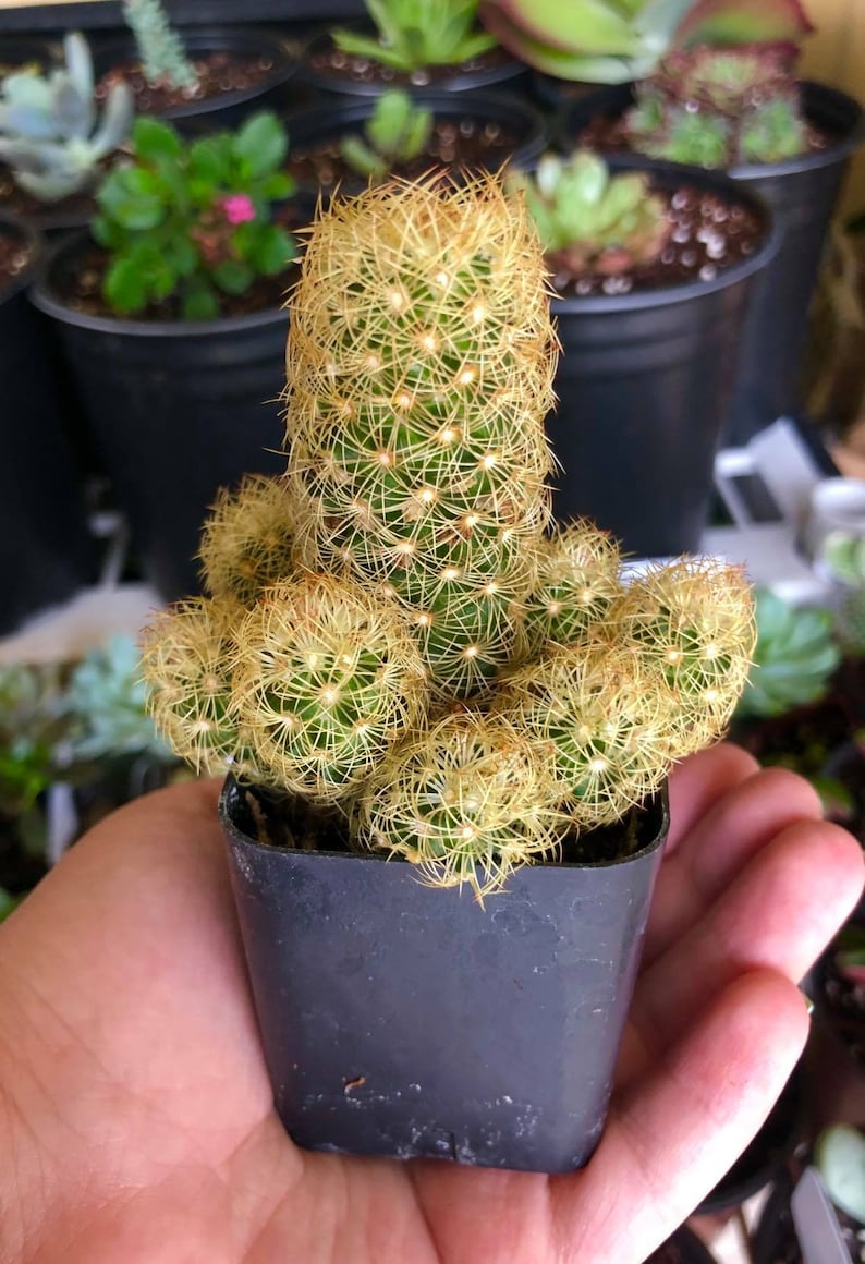 Mammillaria Elongata Lady Fingers Rare Cactus Succulent Live Etsy