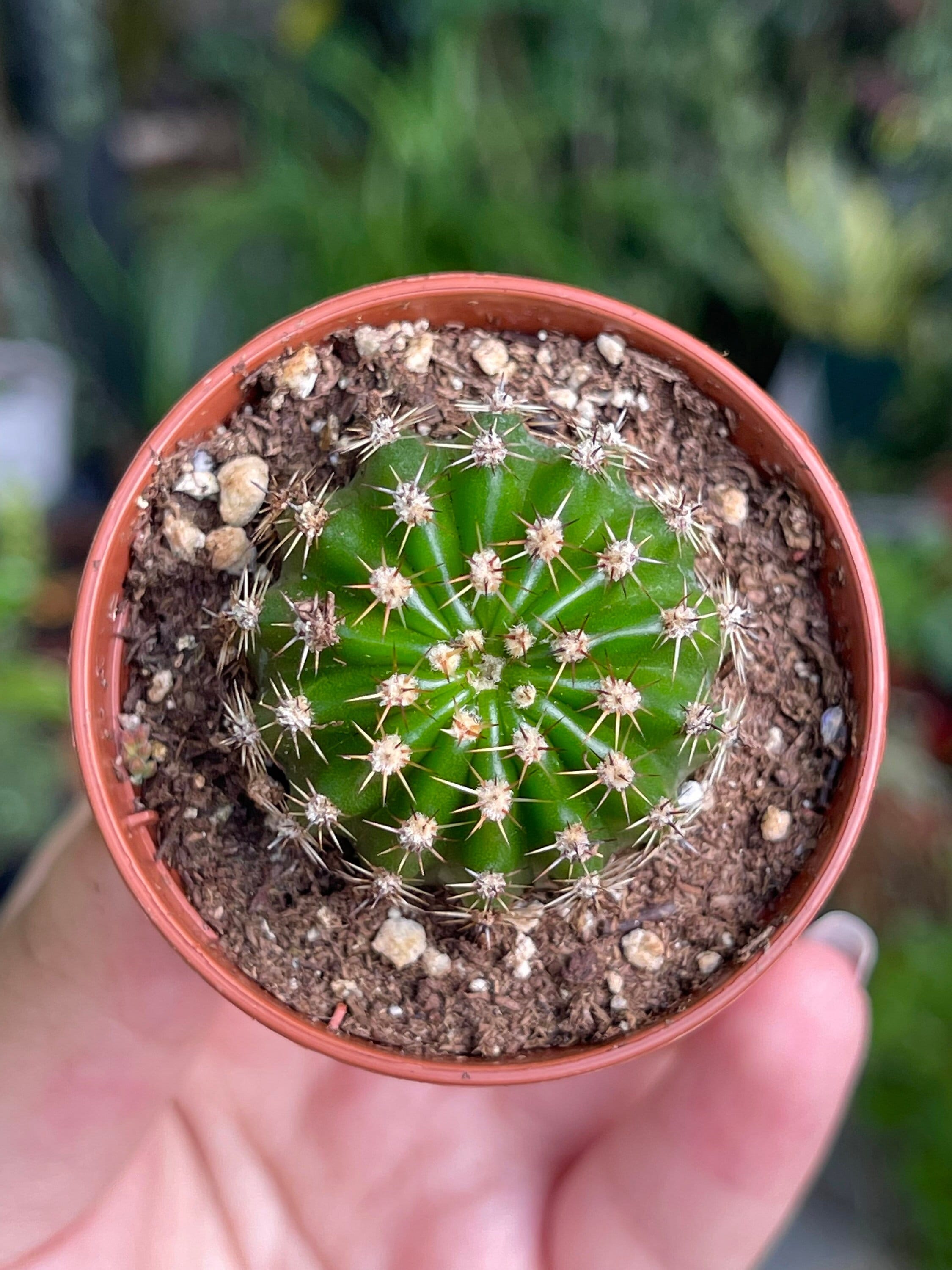 2” Echinobivia Rainbow Bursts Cactus Rare Succulent Cacti Live