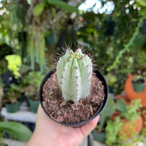 Striped Polaskia Chichipe Cactus Rare Succulent Live Cacti Plant image 2