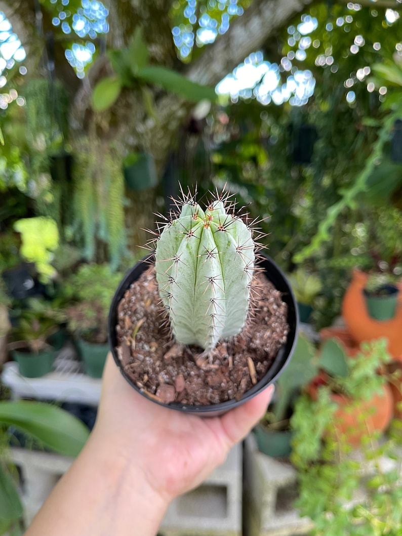 Striped Polaskia Chichipe Cactus Rare Succulent Live Cacti Plant image 2