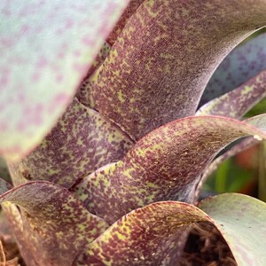 6 Vriesea Saundersii Rare Bromeliad Live Plant image 5
