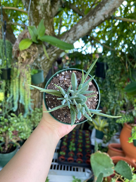 Senecio Blue Chalk Sticks Rare Succulent Live Plant - Etsy
