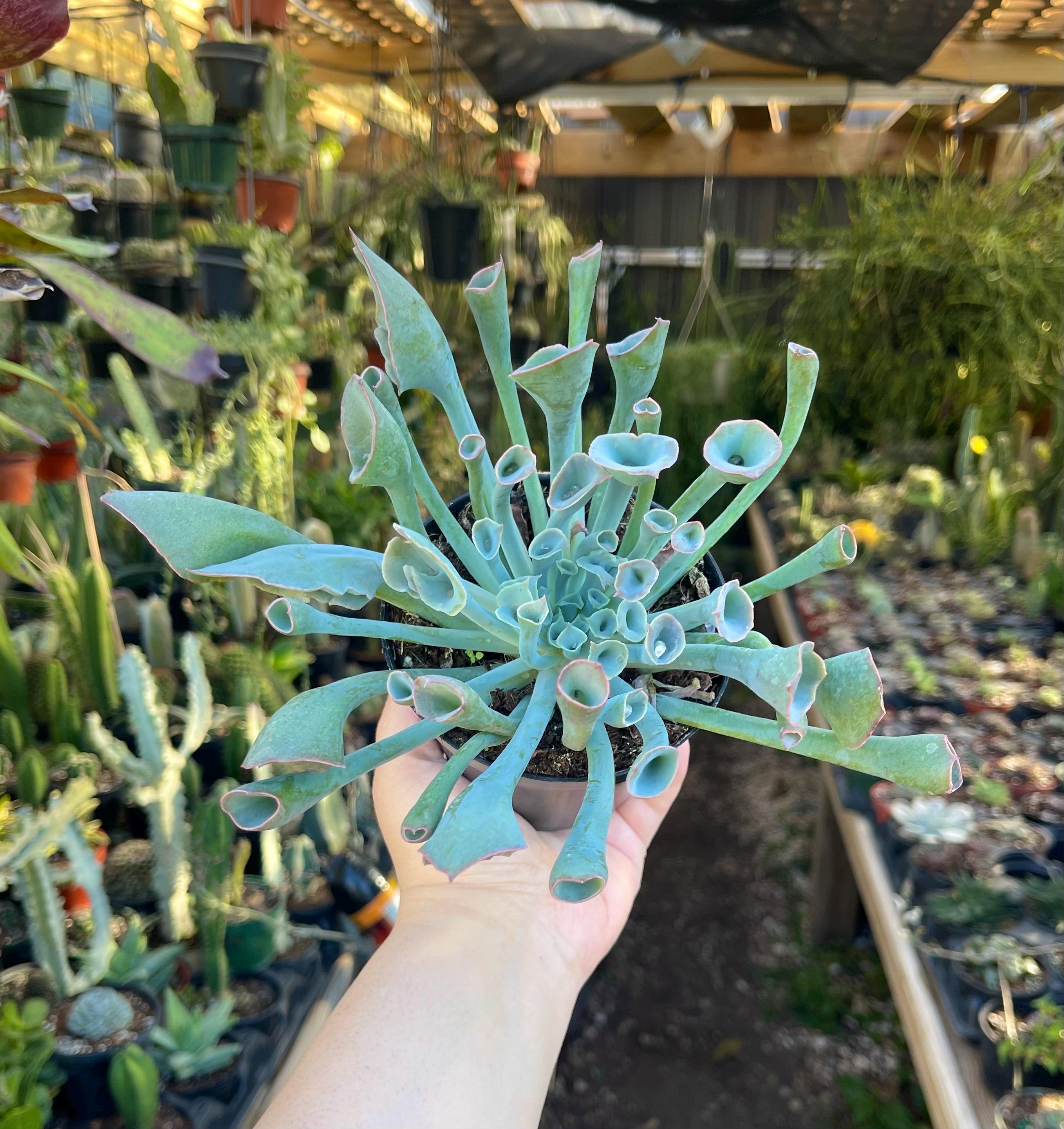 LilyParadiseFlowers - Etsy