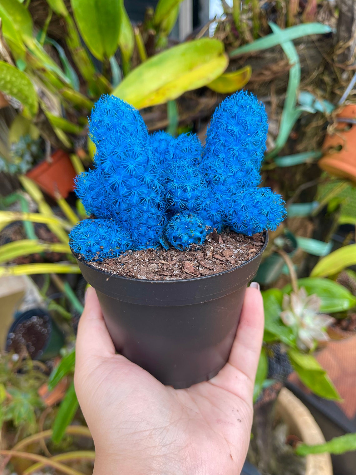 Blue Desert Gems Cacti Rare Succulent Cactus Plant Etsy