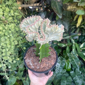 6 Euphorbia Lactea Cristata White Coral Cactus Rare Succulent Live Plant image 4