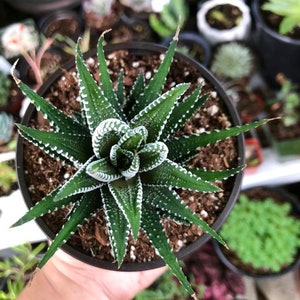 Zebra Haworthia Fasciata Rare Succulent Live Plant image 3