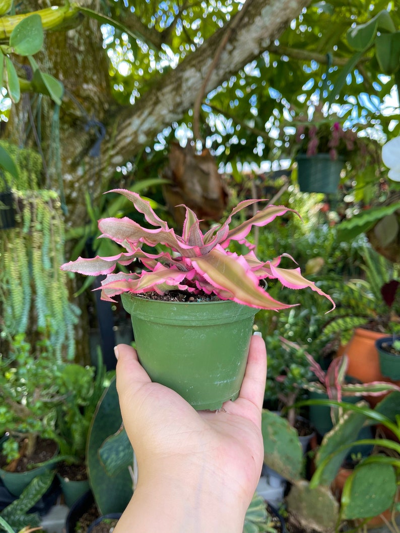 Cryptanthus Bivittatus Pink Starlite Rare Live Plant image 6