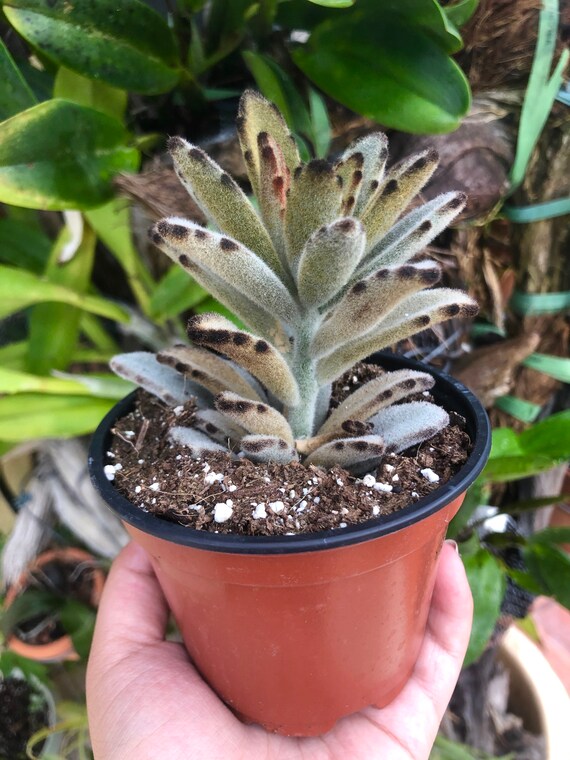 succulent plants bulk Buy Succulent Plant Online