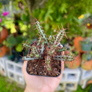 Euphorbia Aeruginosa Rare Succulent Live Cacti Plant 画像 3