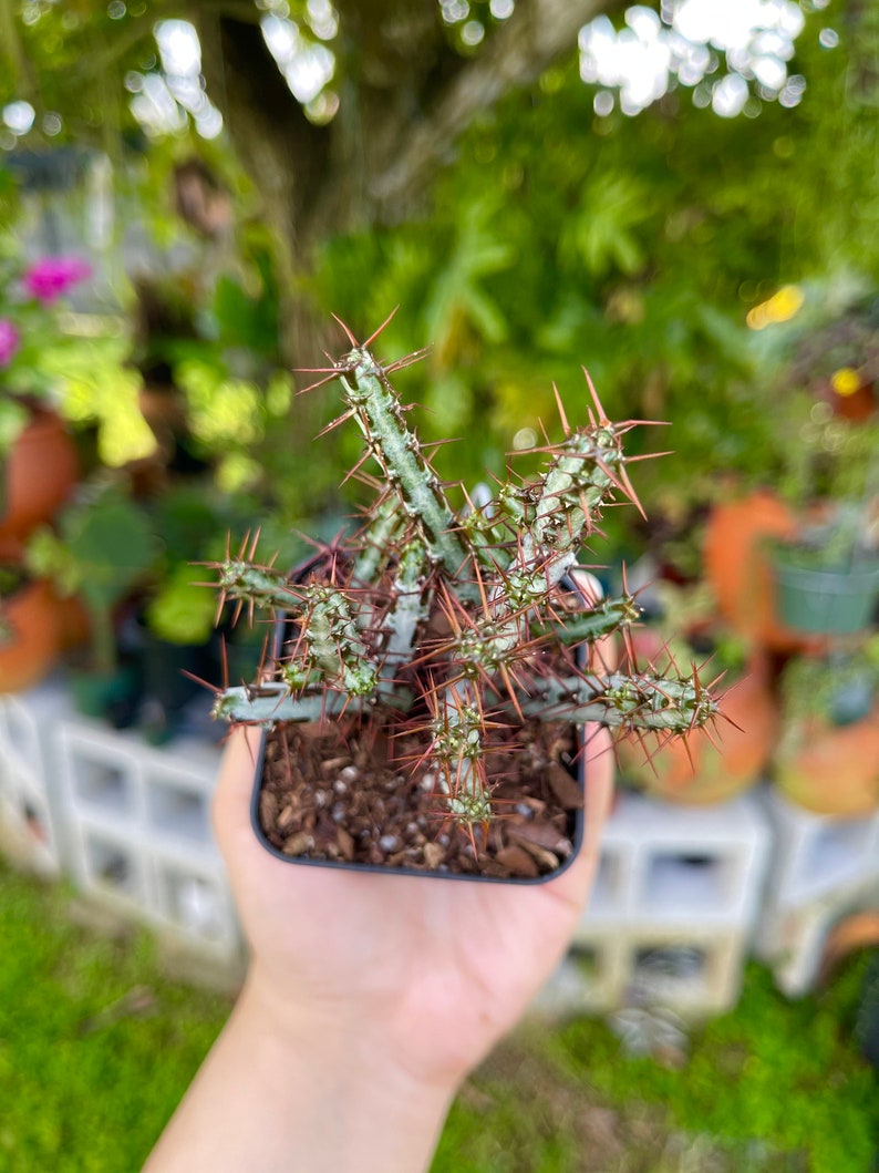 Euphorbia Aeruginosa Rare Succulent Live Cacti Plant 画像 3
