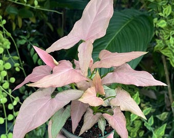 May include: A pink and green houseplant with large, heart-shaped leaves in a small pot.