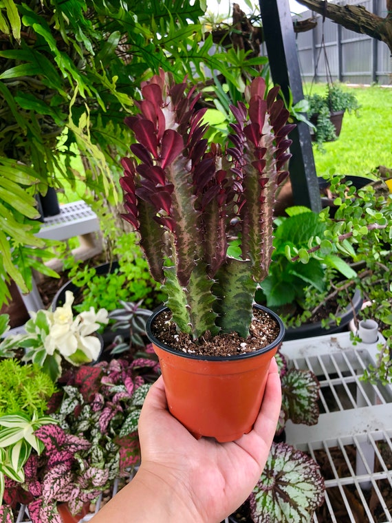 Euphorbia Trigona CV. Royal Red Rubra Cactus Rare Succulent Live Cacti  Plant - Etsy