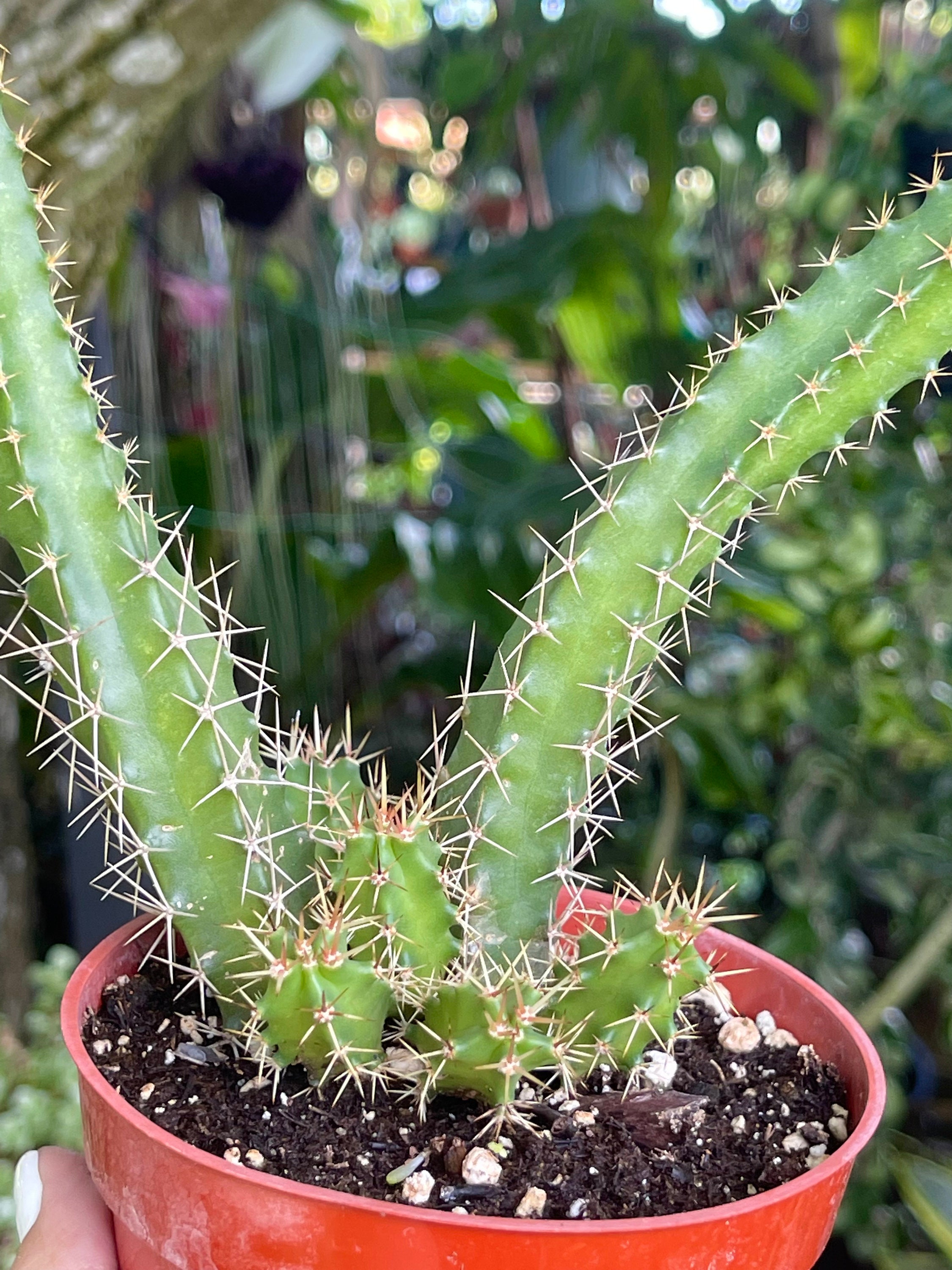 Echinocereus Pentalophus Lady Finger Cactus Rare Succulent Etsy