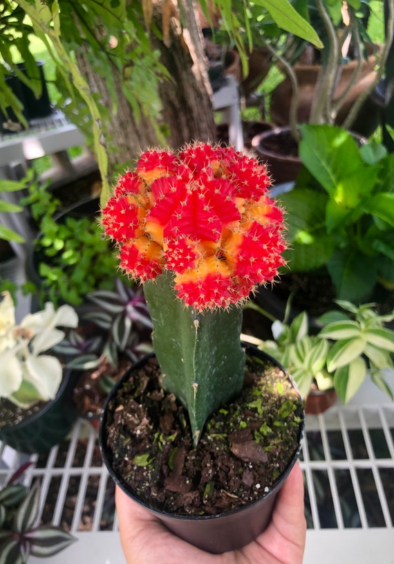 Variegated Grafted Moon Cactus Rare Succulent Live Cacti Plant Etsy