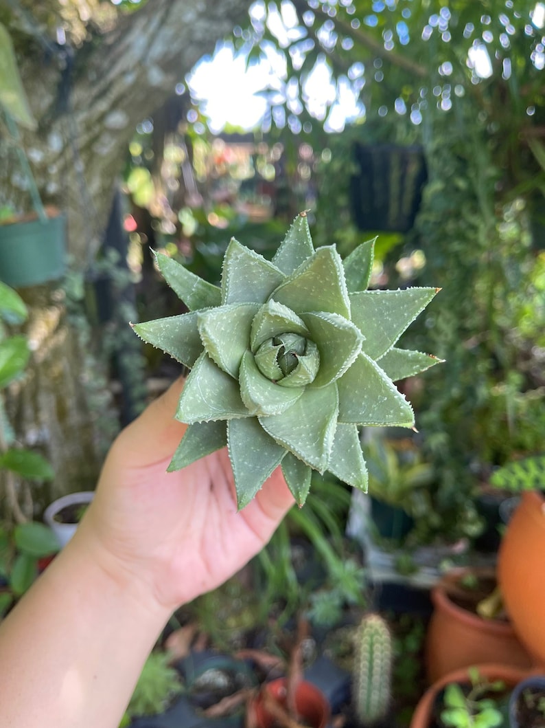 LilyParadiseFlowers Haworthia Savanna - Thumbnail 4