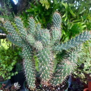 Cylindropuntia Imbricata ‘Cane Cholla’ Cactus Rare Live Succulent Plant