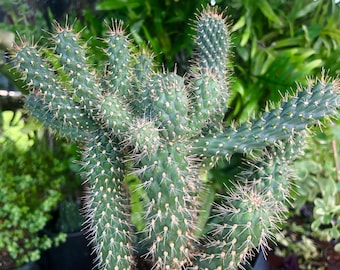 Cylindropuntia Imbricata ‘Cane Cholla’ Cactus Rare Live Succulent Plant