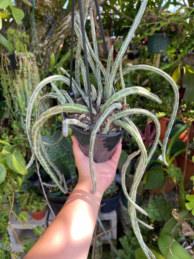 Large Senecio Stapeliiformis ‘Pickle Plant’ Rare Succulent Live Plant