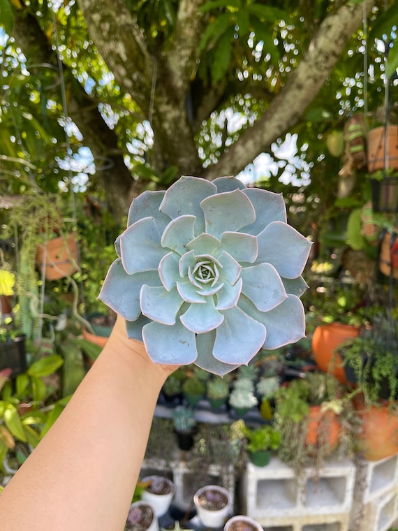 artificial small succulents Succulents Fake Faux Lifelike Decorative Kit  Chive US Wholesale