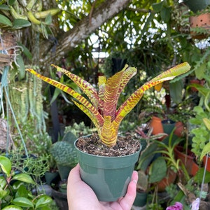 Neoregelia Yellow Stripe Rare Bromeliad Live Plant image 6