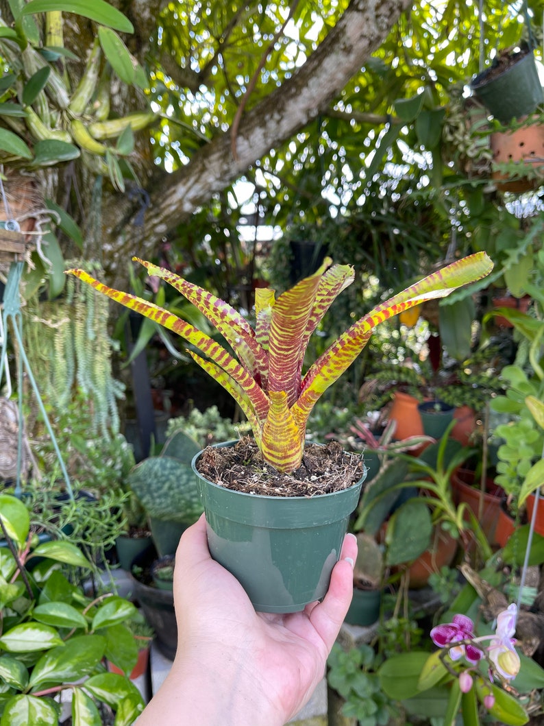 Neoregelia Yellow Stripe Rare Bromeliad Live Plant image 6