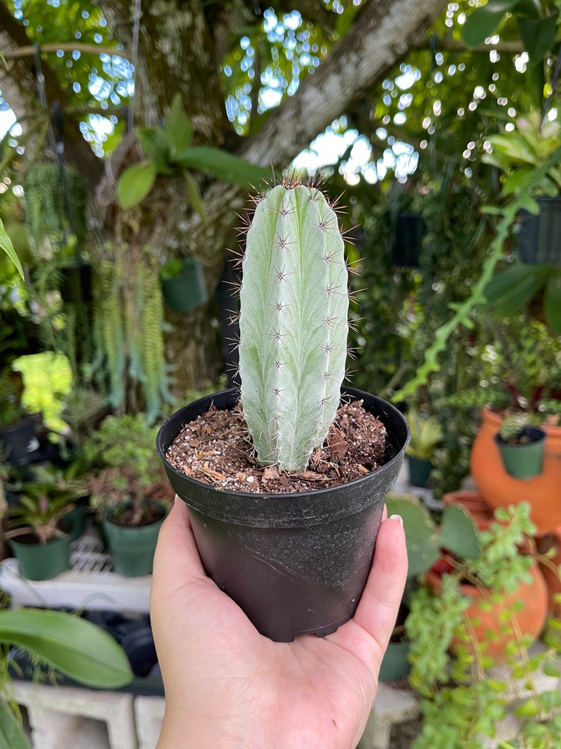 Striped Polaskia Chichipe Cactus Rare Succulent Live Cacti Plant image 8