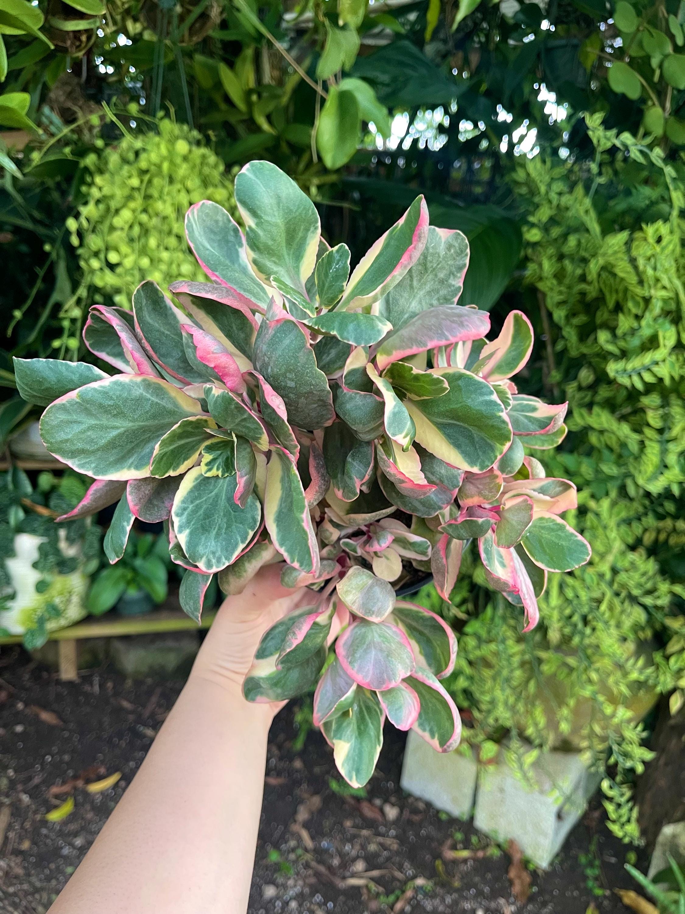 6 Kalanchoe Beauty Tricolor Variegated Rare Succulent Live Plant - Etsy