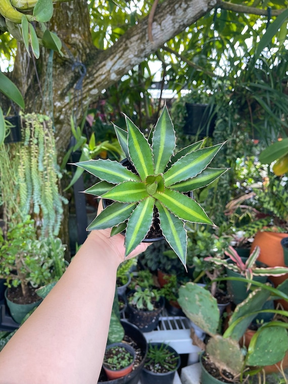 Agave Lophantha 'splendida' | Center Stripe Agave | Rare Succulent Live  Plant - Etsy Israel