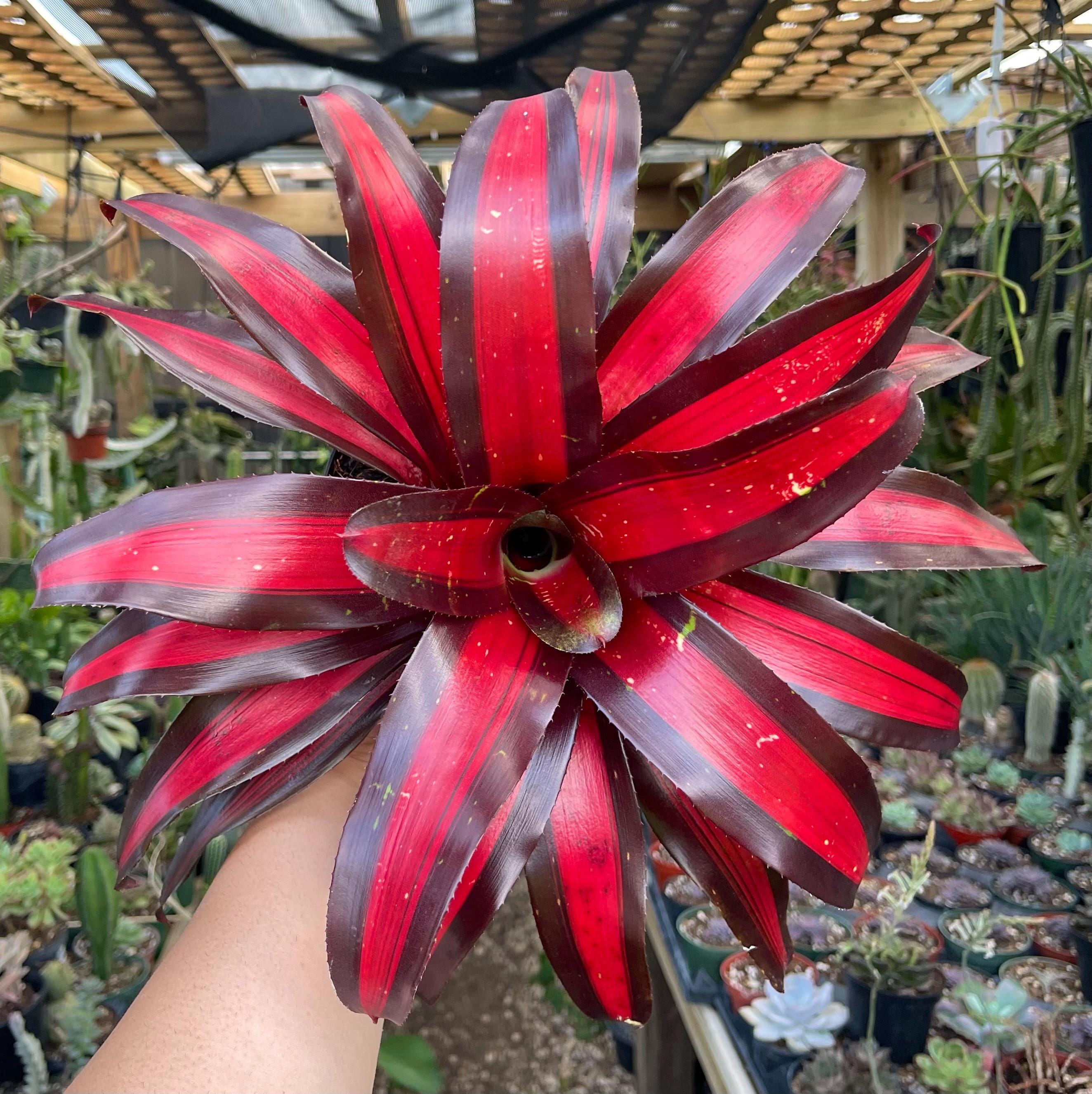 Bromeliads Neoregelia - Etsy