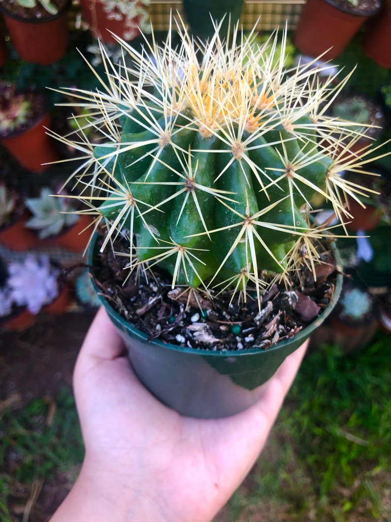 LilyParadiseFlowers Echinocactus Grusonii Albispinus - Thumbnail 3