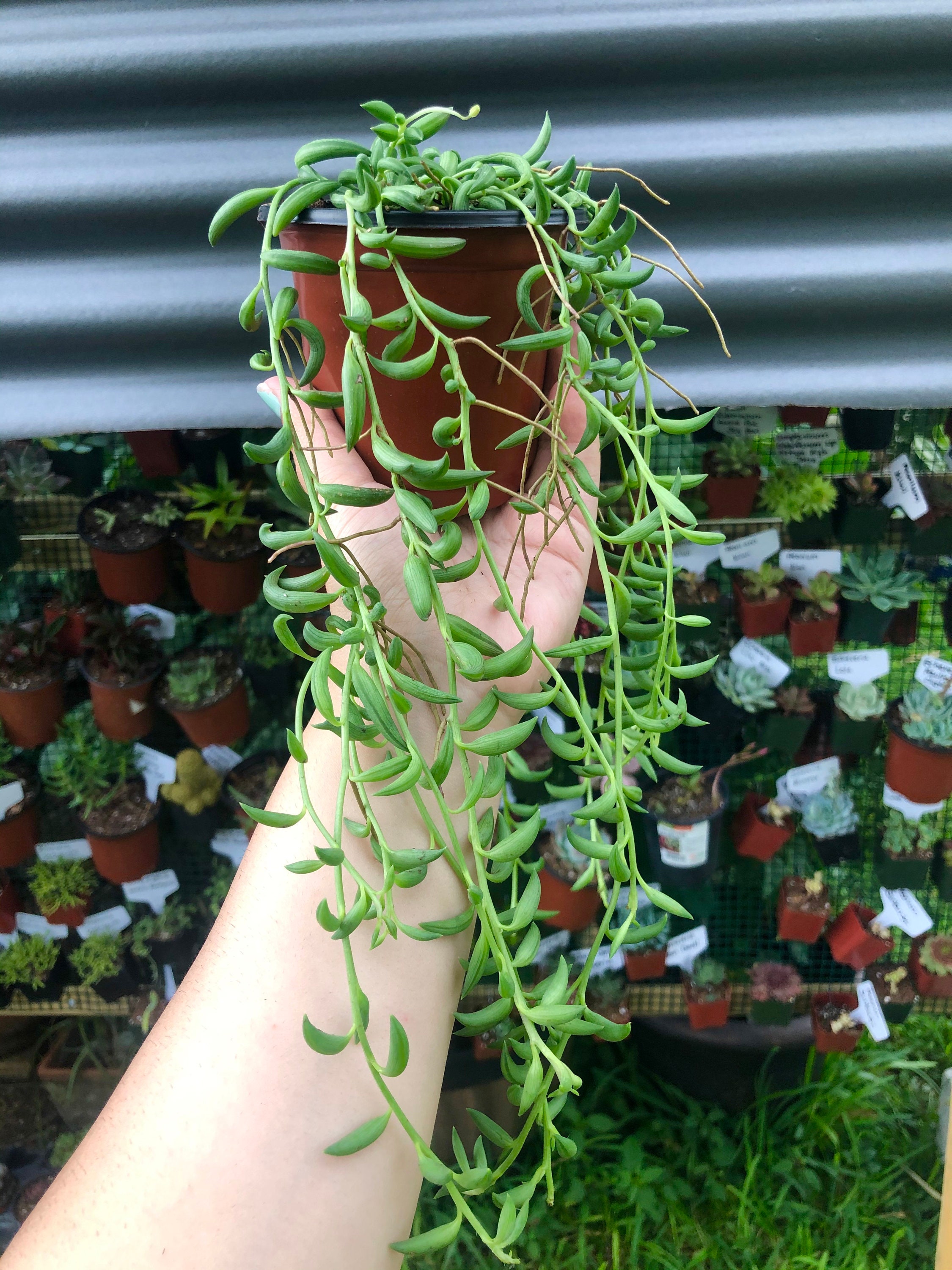 String Of Bananas Rare Succulent Live Plant