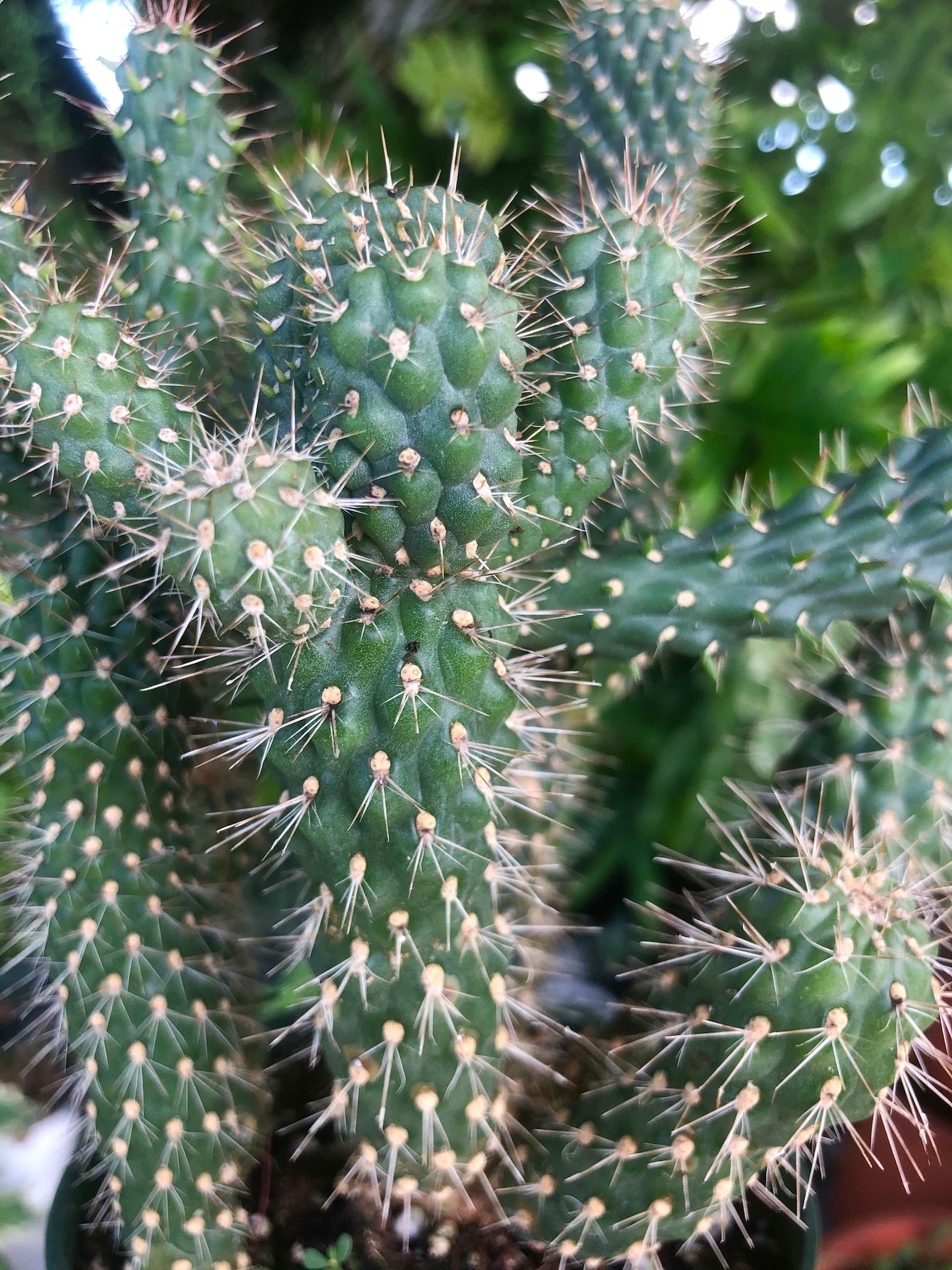 Lot De 3000 Graines à Semer - Le Grenier D'Abondance - Fan De Laitues Pommée - 6 Variétés[197