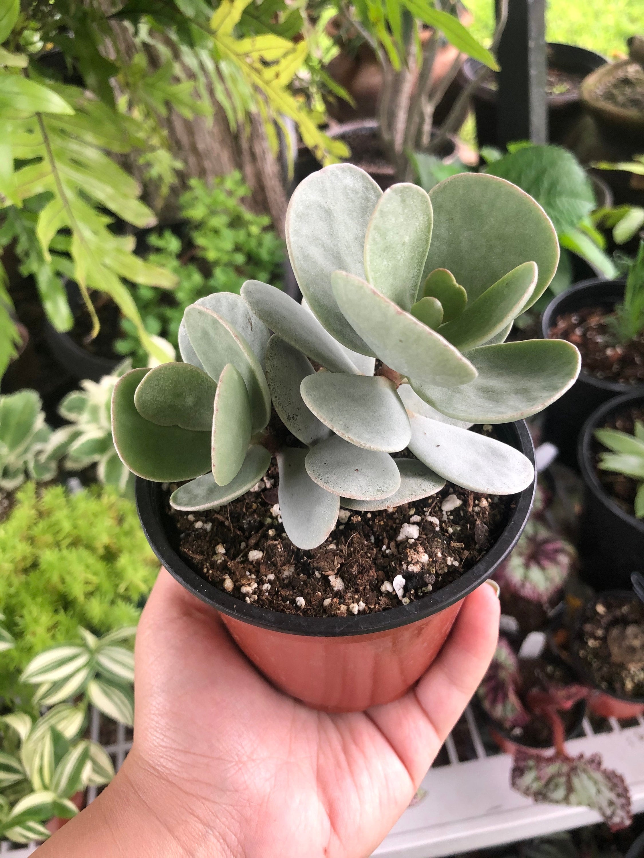 succulent-silver-dollar-plant-ubicaciondepersonas-cdmx-gob-mx