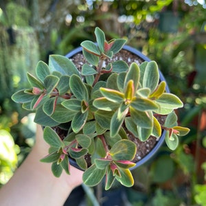 Peperomia Verticillata Red Twist Rare Succulent Live Plant image 8