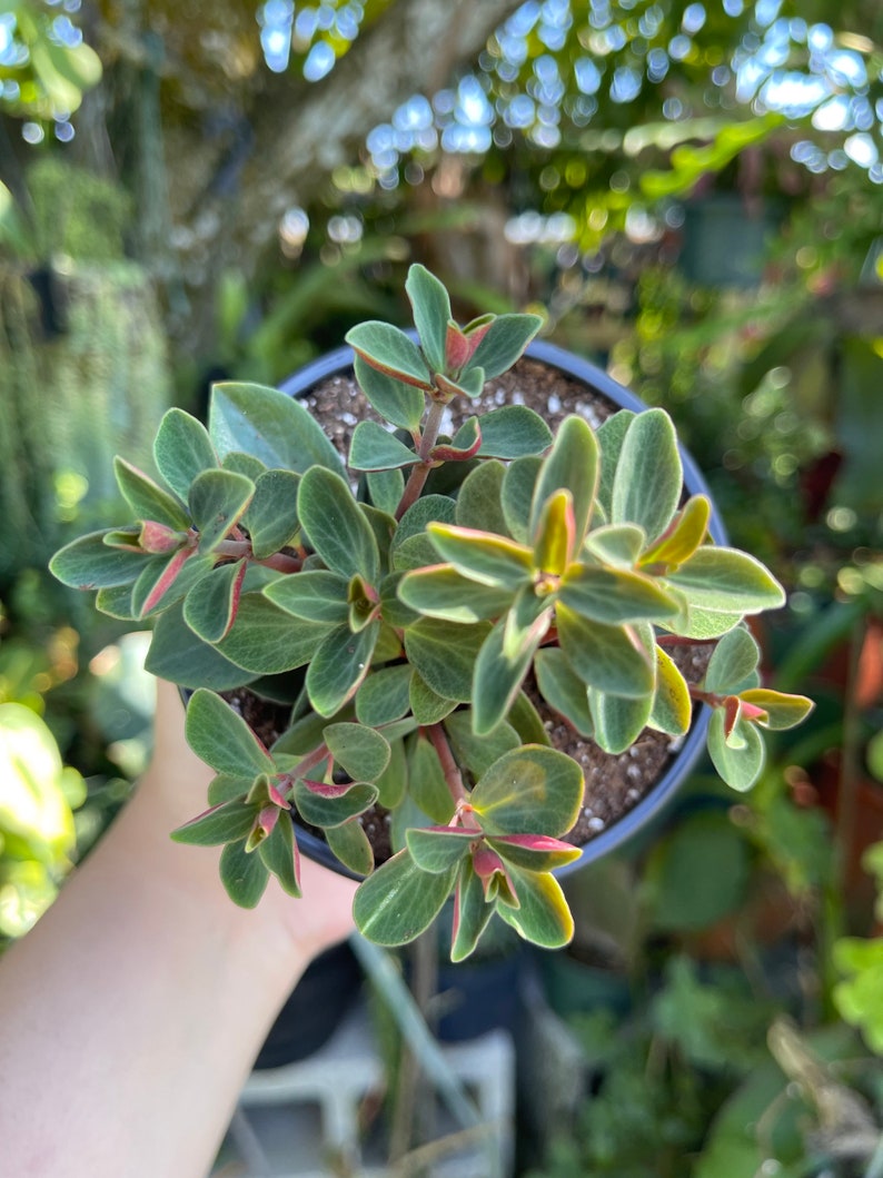 Peperomia Verticillata Red Twist Rare Succulent Live Plant image 8