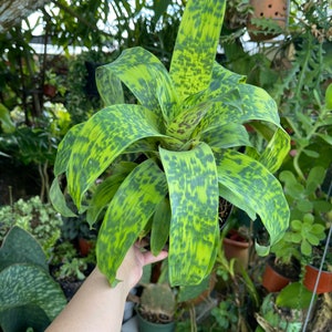 6 Vriesea Batik Rare Bromeliad Live Plant image 5