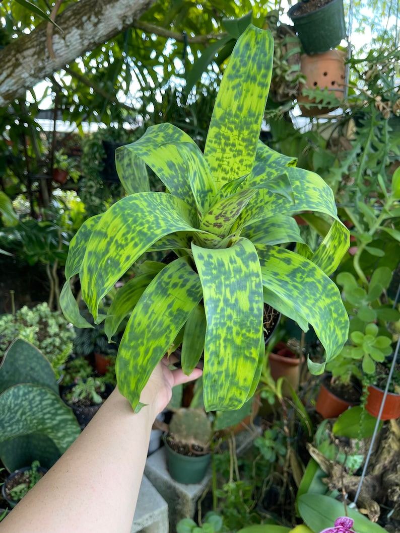 6 Vriesea Batik Rare Bromeliad Live Plant image 5