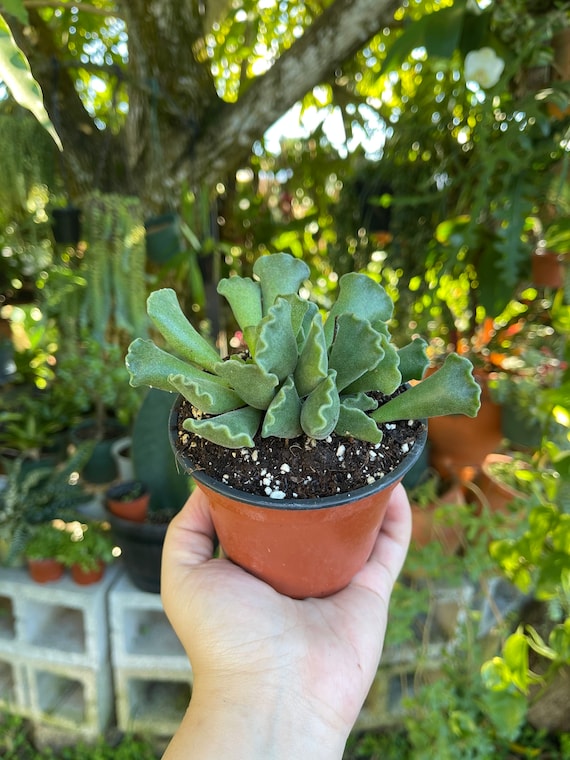 Adromischus Cristatus ' Key Lime Pie ' Rare Succulent Live Plant - Etsy