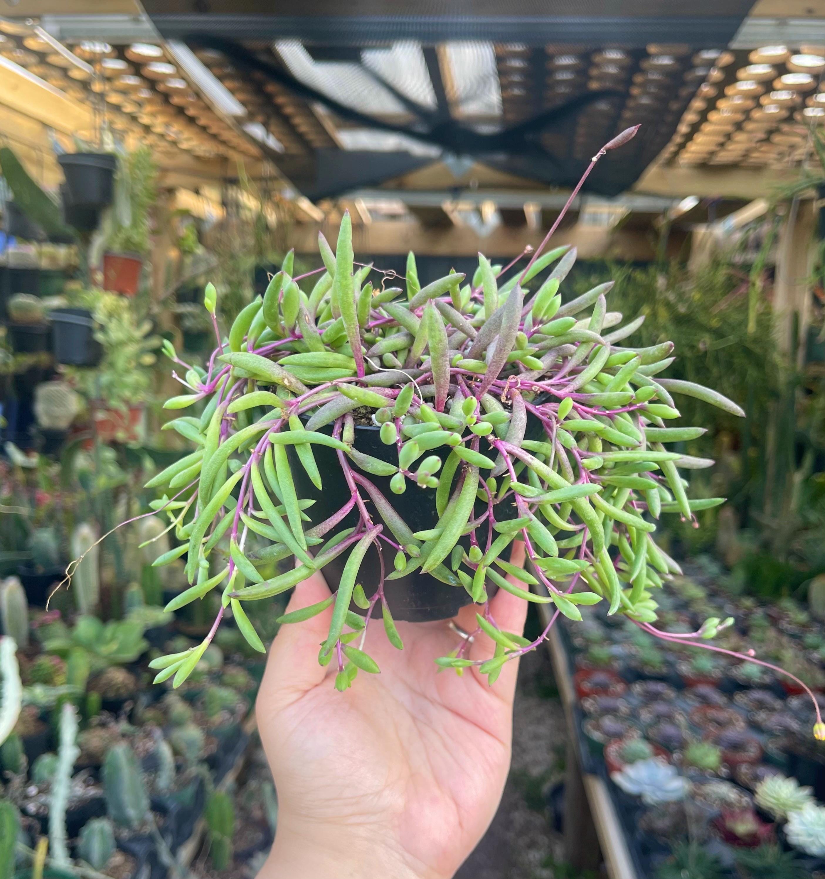 Othonna Capensis/Ruby Necklace, Trailing Succulent | The Next Gardener 1 Plant / Vintage Pot