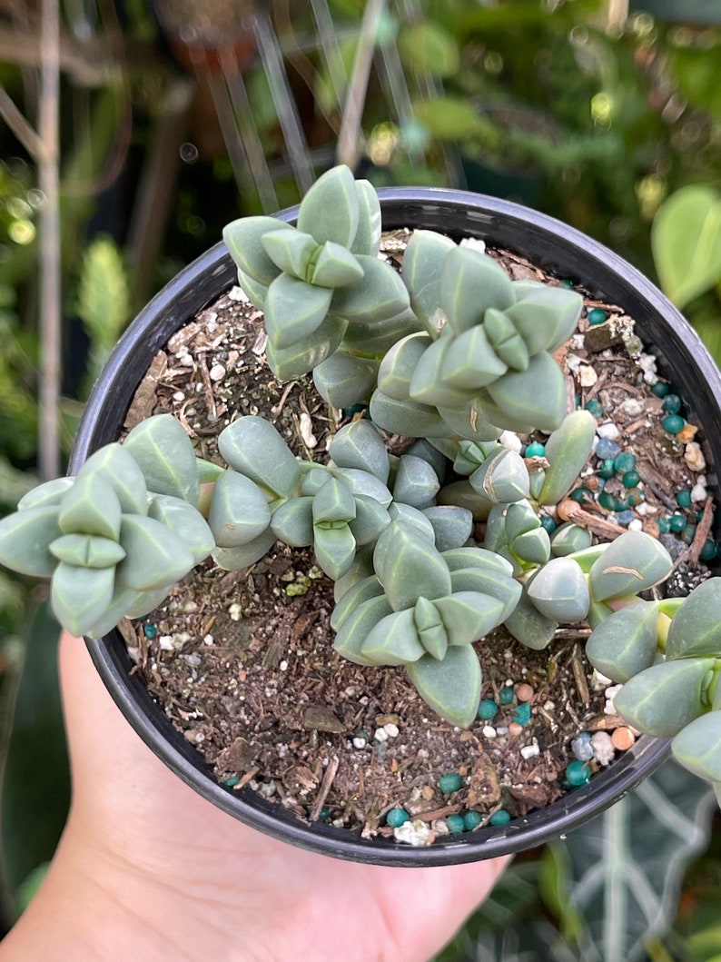 Corpuscularia lehmannii Ice Plant