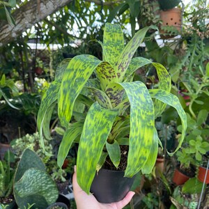 6 Vriesea Batik Rare Bromeliad Live Plant image 7