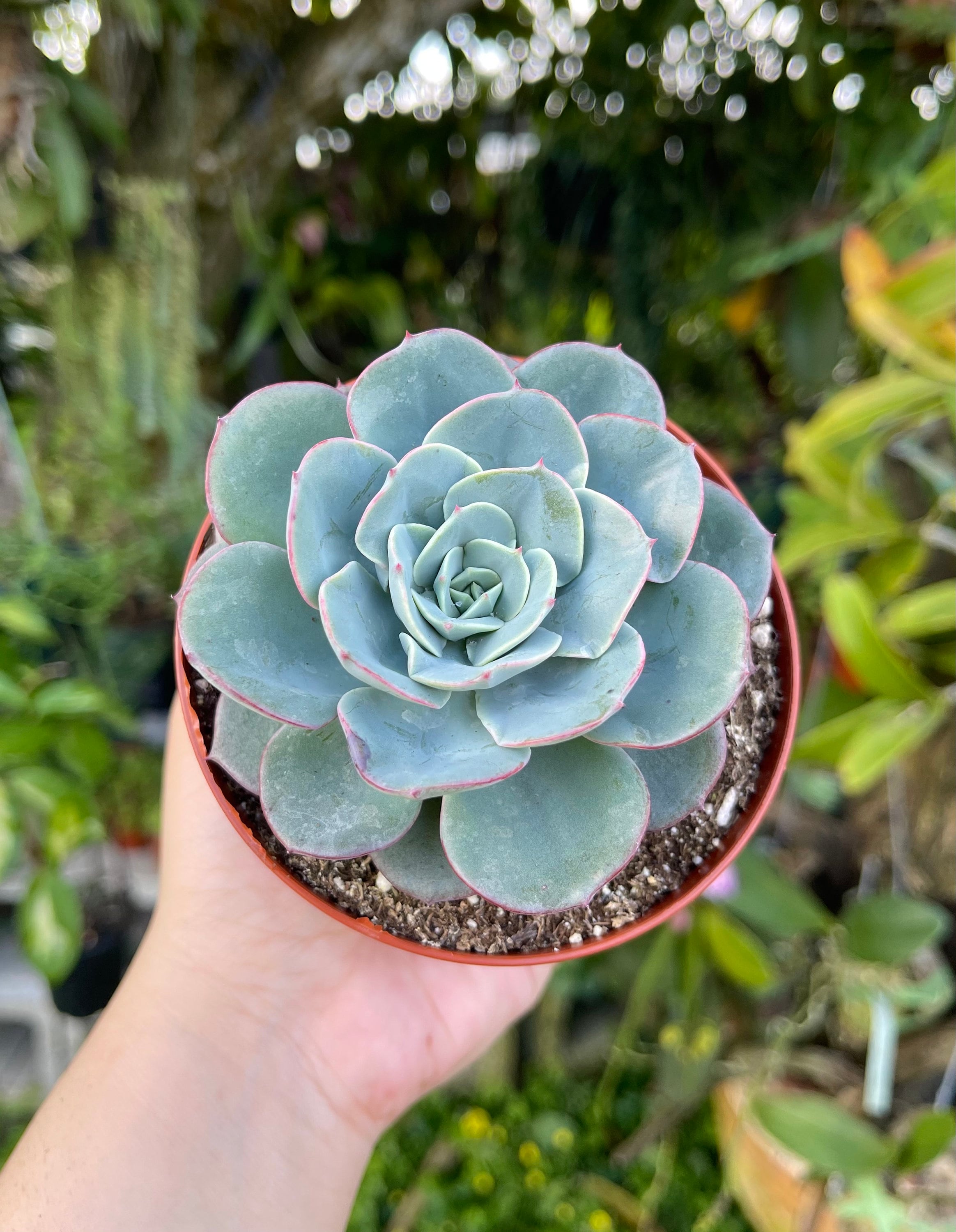 Echeveria Atlantis Rare Succulent Live Plant - Etsy